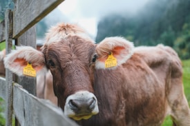 A brown cow with large ears and yellow identification tags stares directly at the viewer. The animal is leaning against a wooden fence, and the background is a blurred, lush green rural setting with hints of fog or mist in the air.
