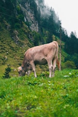 brown cow on green grass field during daytime
