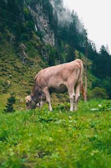 brown cow on green grass field during daytime