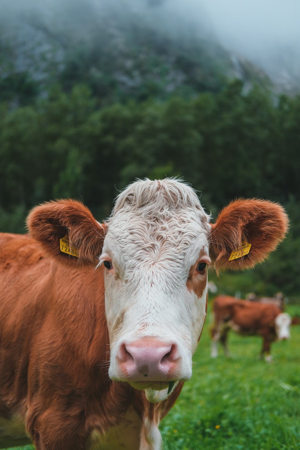 vache brune et blanche sur un champ d’herbe verte pendant la journée