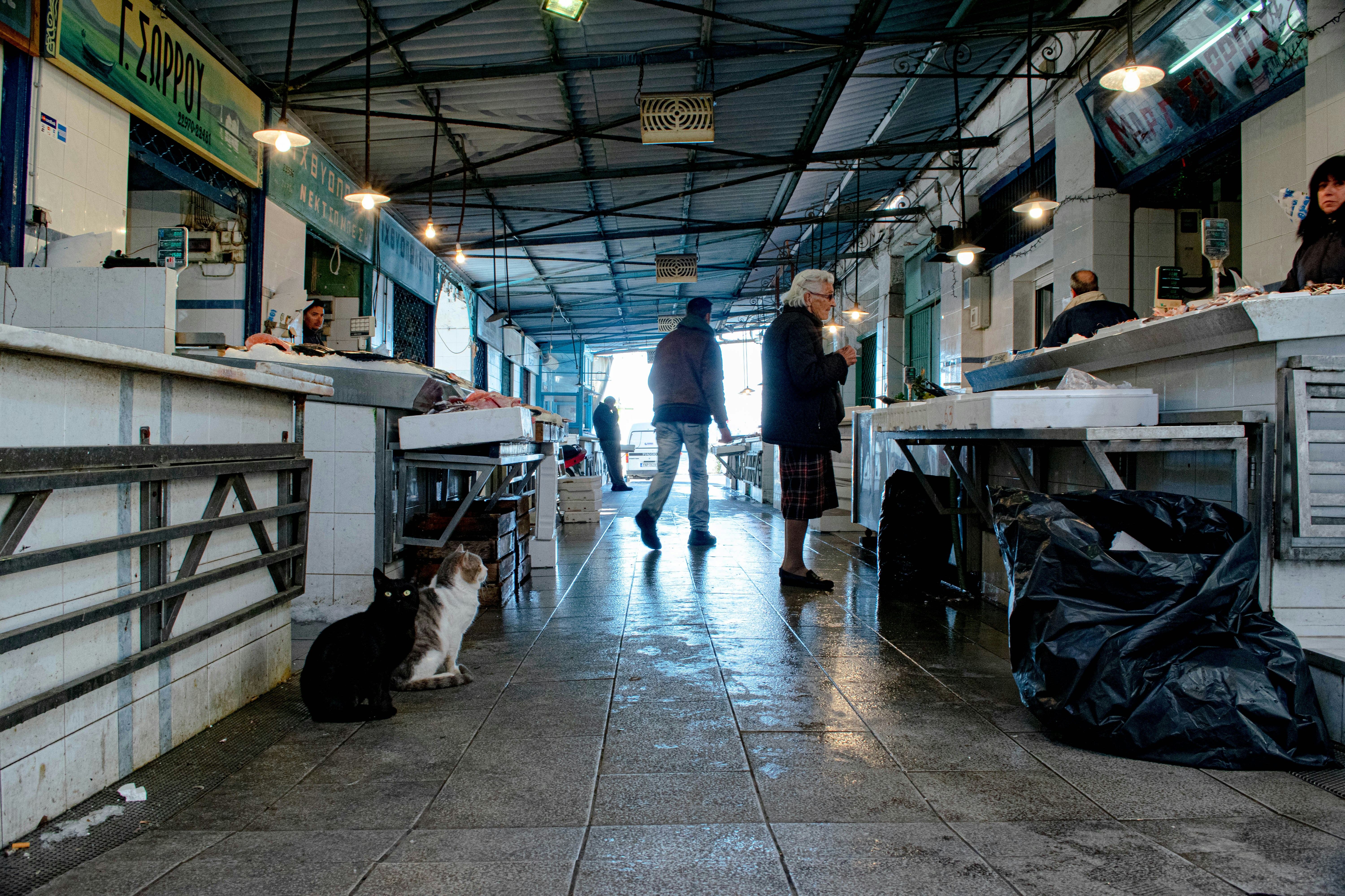 Pet food manufacturing process in a factory setting