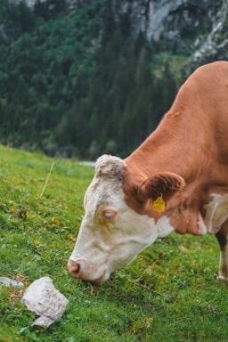 A brown and white cow with a yellow ear tag is grazing on the lush green grass of a mountainous landscape, surrounded by dense forest. The foreground features a large rock beside the cow.