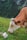 A brown and white cow with a yellow ear tag is grazing on the lush green grass of a mountainous landscape, surrounded by dense forest. The foreground features a large rock beside the cow.
