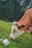 A brown and white cow with a yellow ear tag is grazing on the lush green grass of a mountainous landscape, surrounded by dense forest. The foreground features a large rock beside the cow.