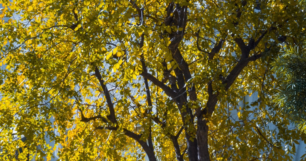 yellow leaves on tree branch during daytime