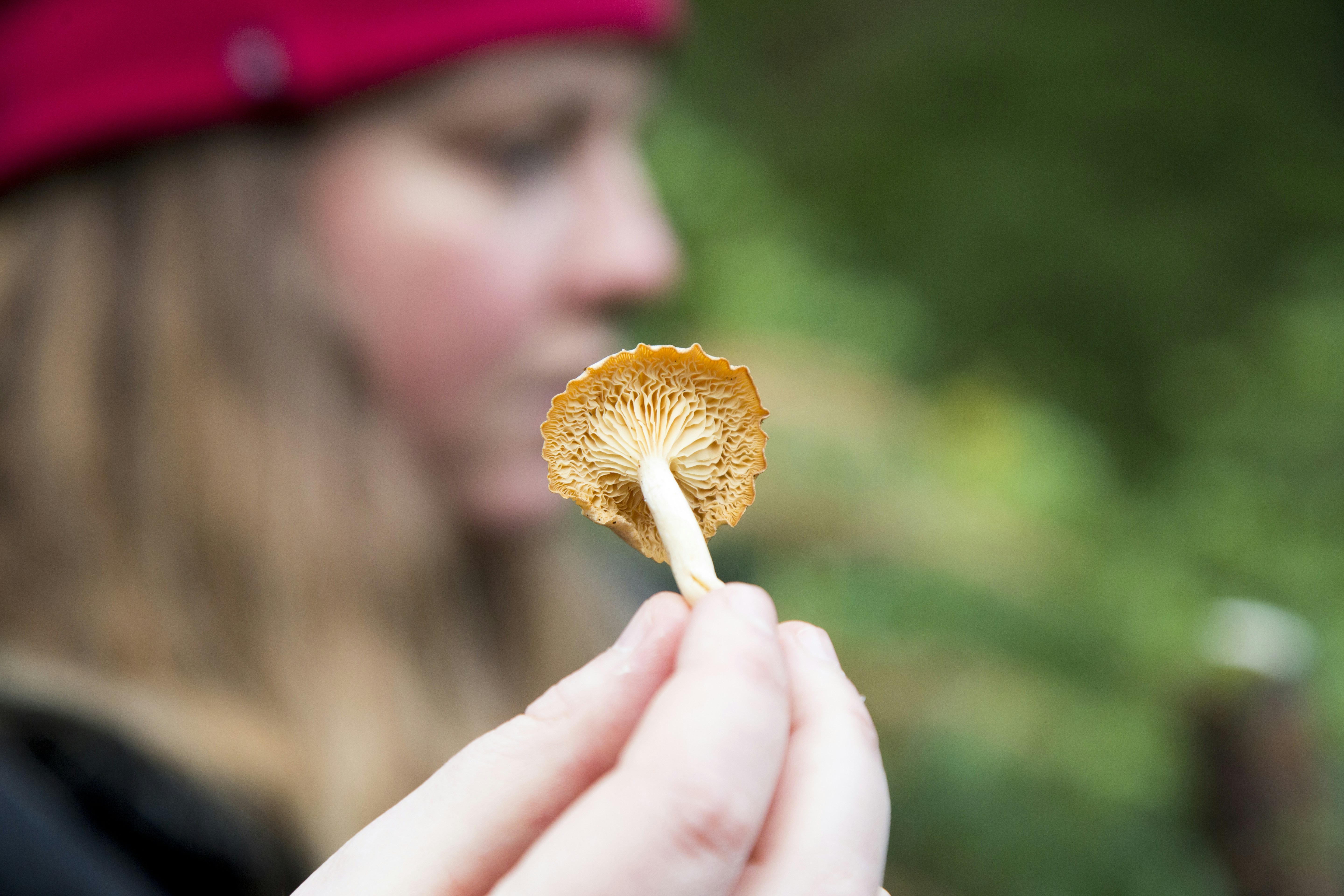 person holding brown mushroom during daytime, 