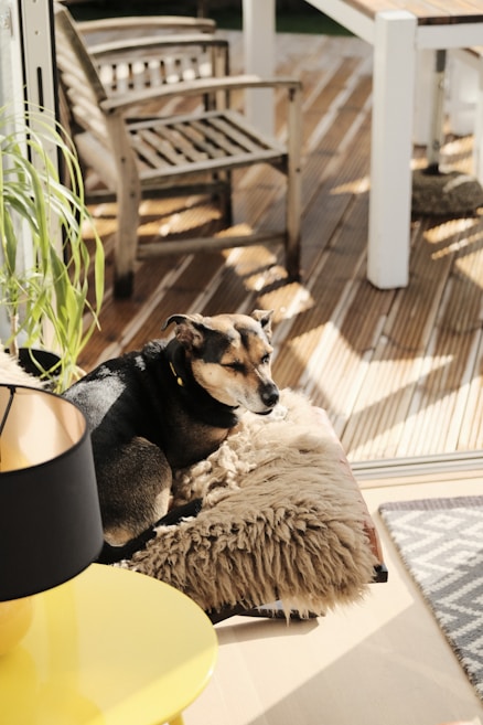A small dog is resting comfortably on a fluffy cushion in a sunlit indoor space. The area features wooden flooring and outdoor furniture, such as a wooden chair and a table. A yellow table with a black lampshade is nearby, adding a pop of color to the scene. Sunlight casts soft shadows, creating a warm and inviting atmosphere.