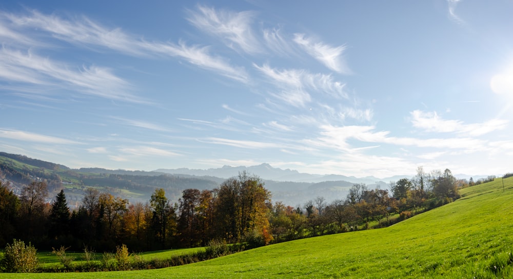 campo de hierba verde con árboles bajo el cielo azul durante el día