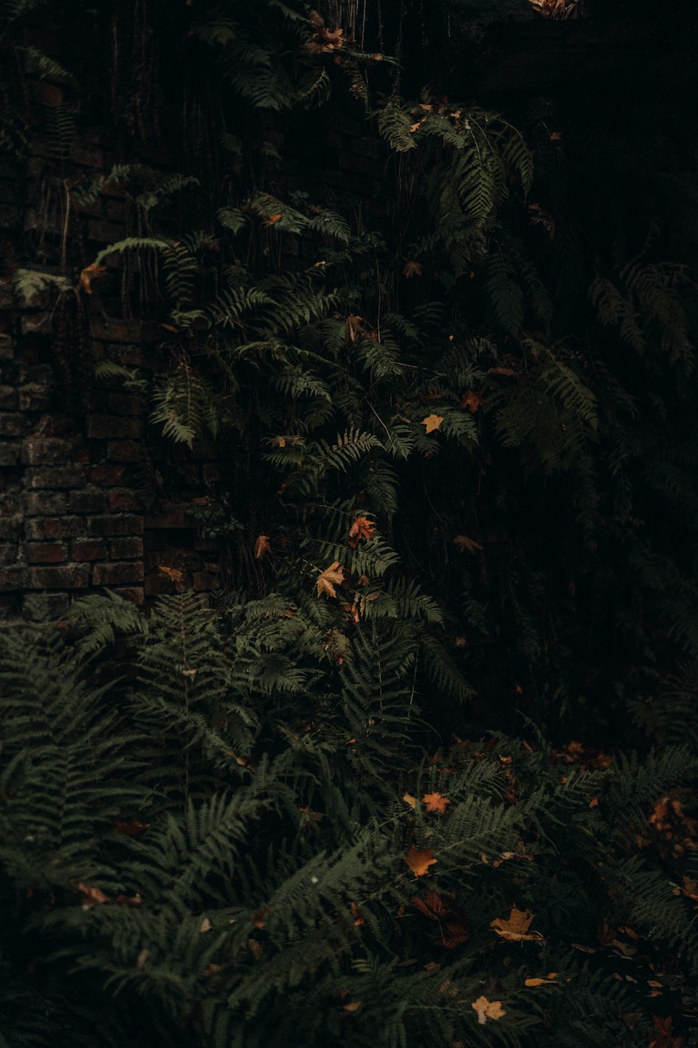 green plant near brown brick wall