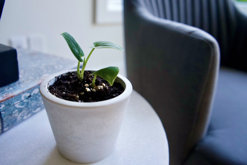 green plant in white pot