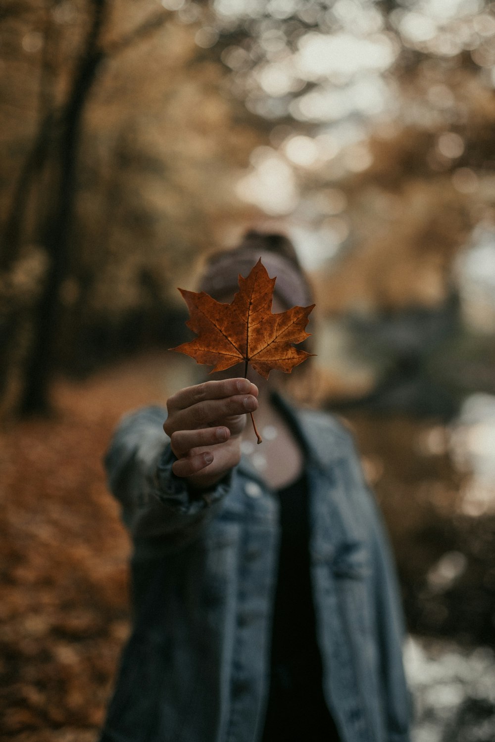 person holding brown maple leaf