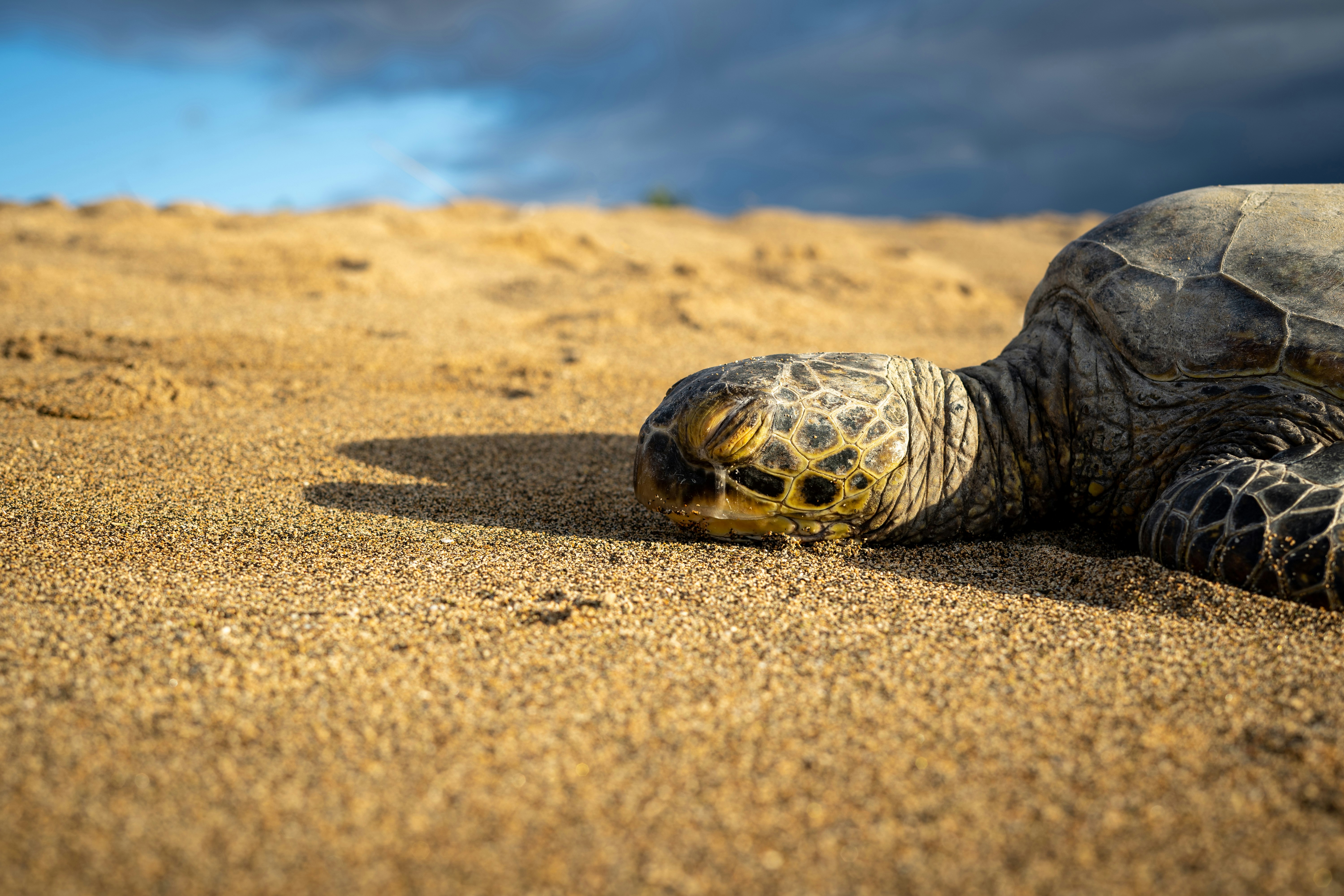 black and brown turtle on brown sand during daytime