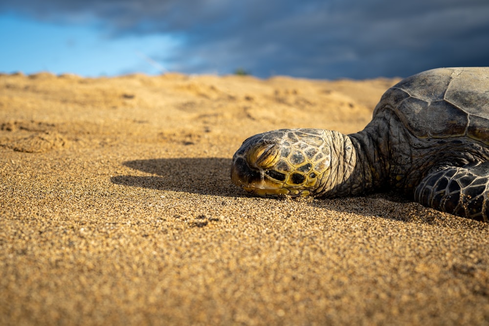 black and brown turtle on brown sand during daytime