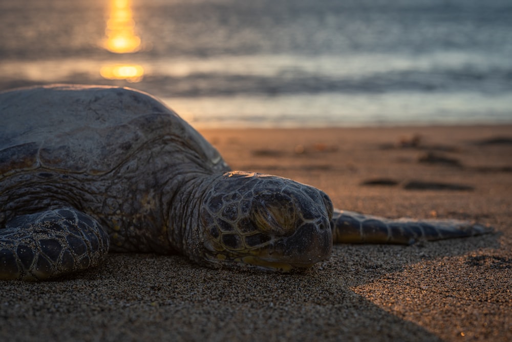 Schwarze und braune Schildkröte tagsüber auf braunem Sand