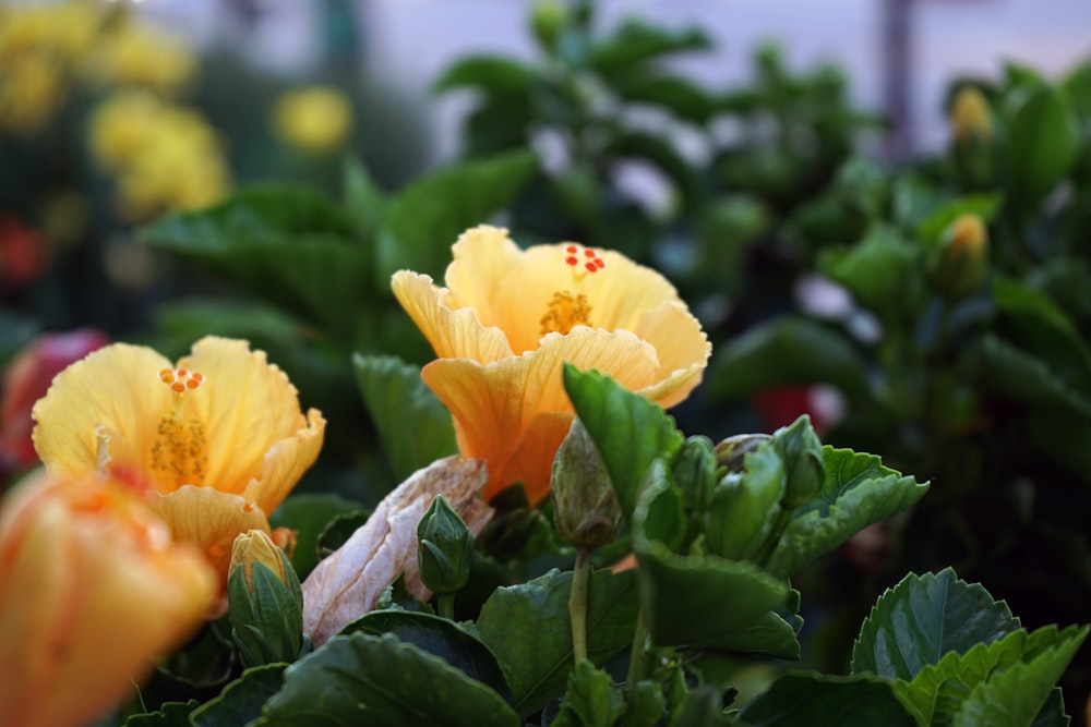 yellow flower with green leaves