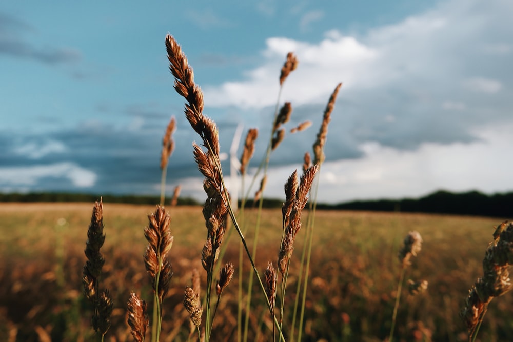 brown wheat field during daytime