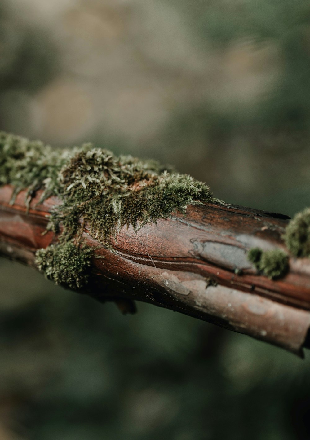 brown tree branch in tilt shift lens