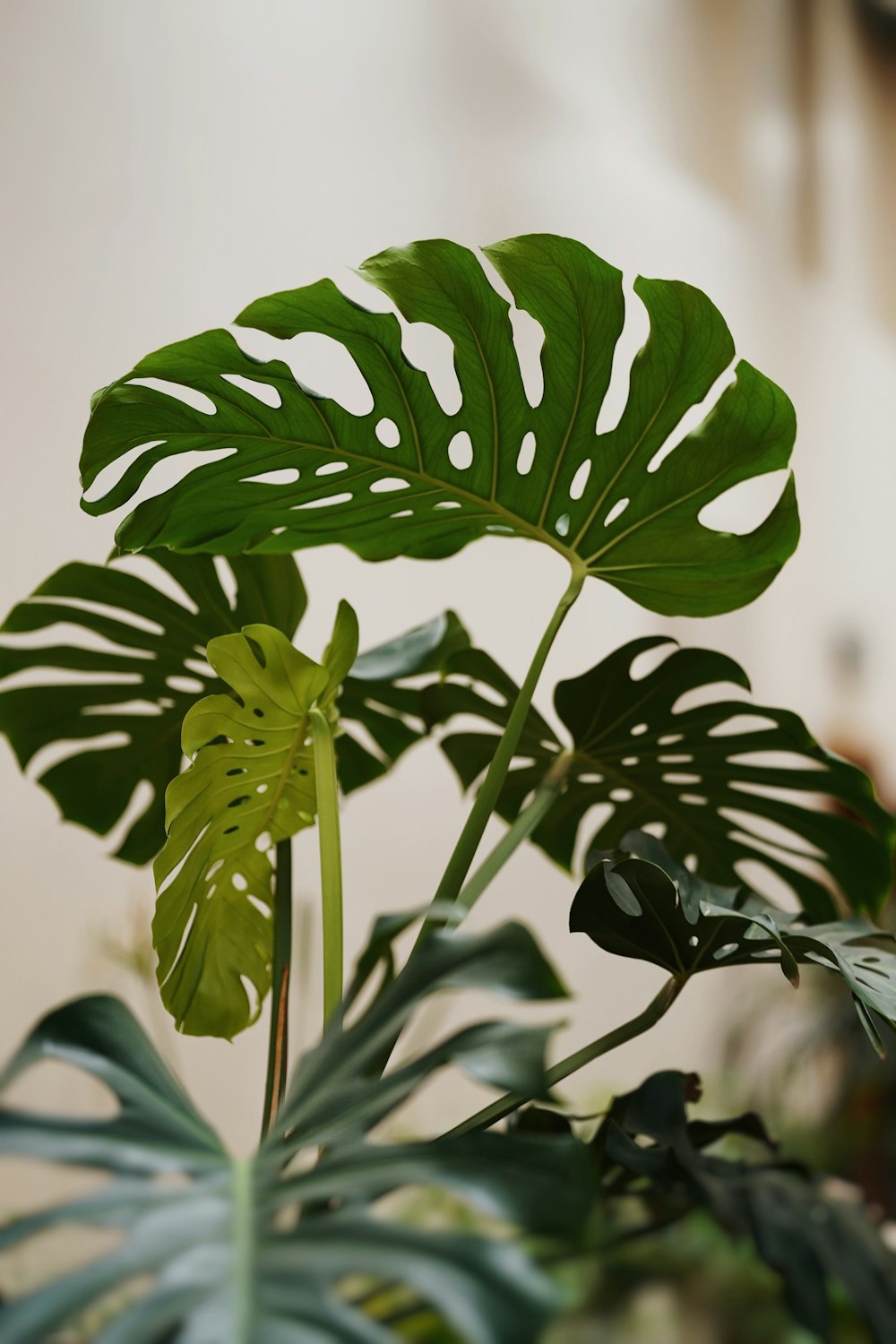 green leaves in tilt shift lens