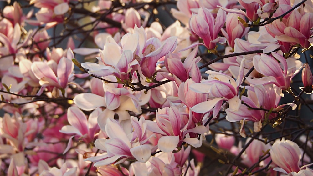 pink and white flowers during daytime