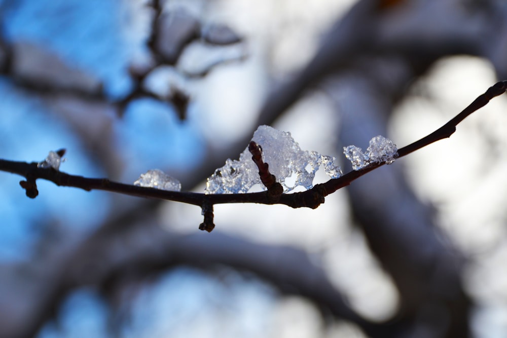 snow covered tree branch during daytime