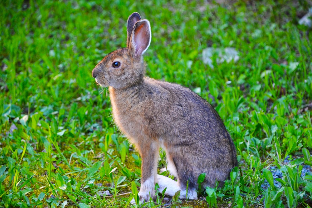 brown rabbit on green grass during daytime