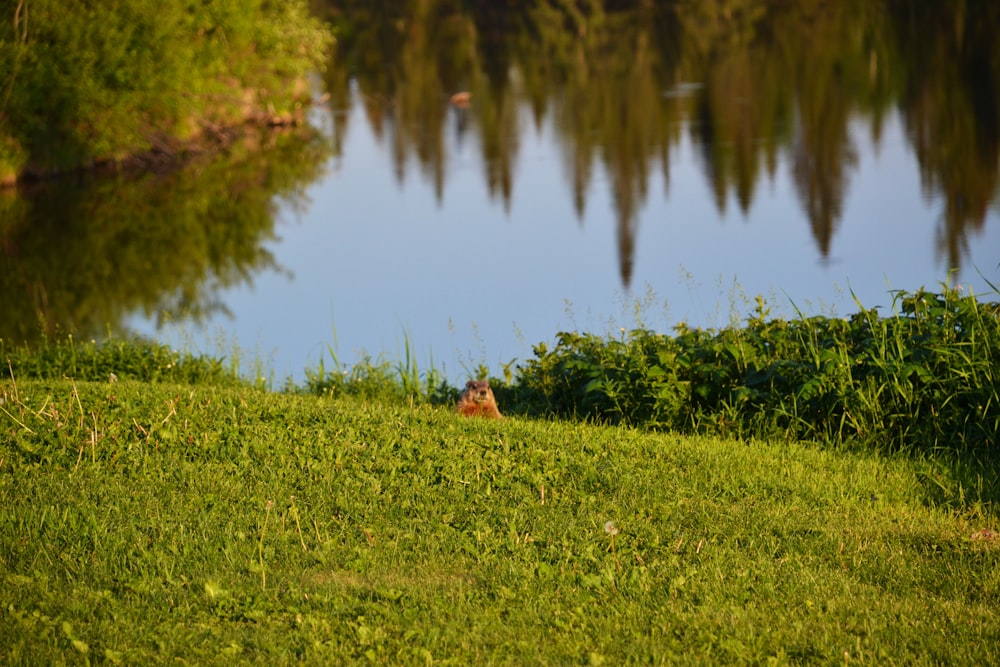 Braunes Eichhörnchen auf grünem Gras in der Nähe des Sees tagsüber