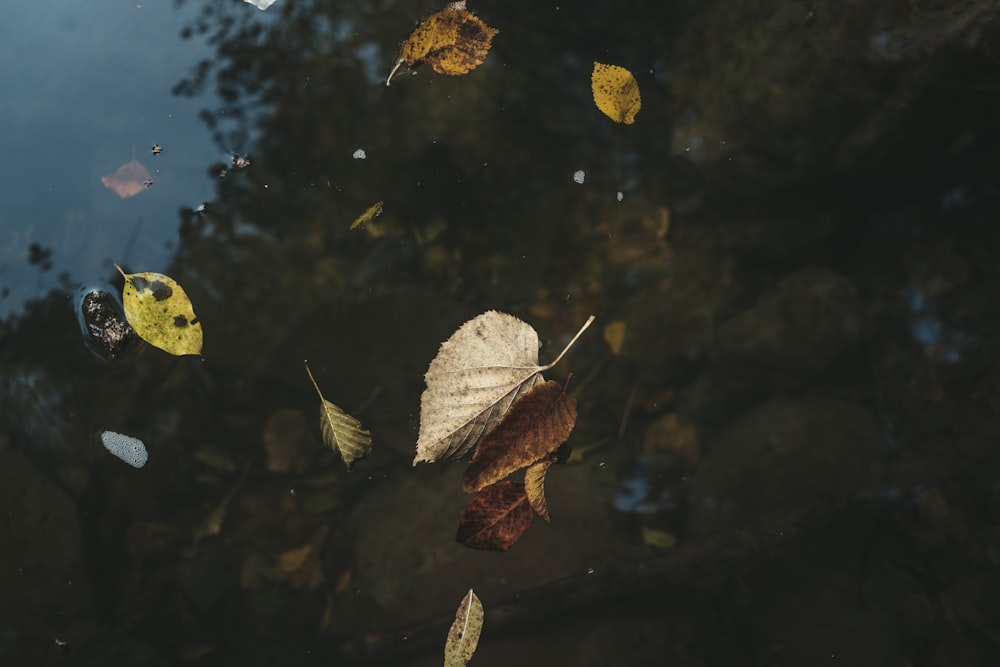 brown leaf on water during daytime