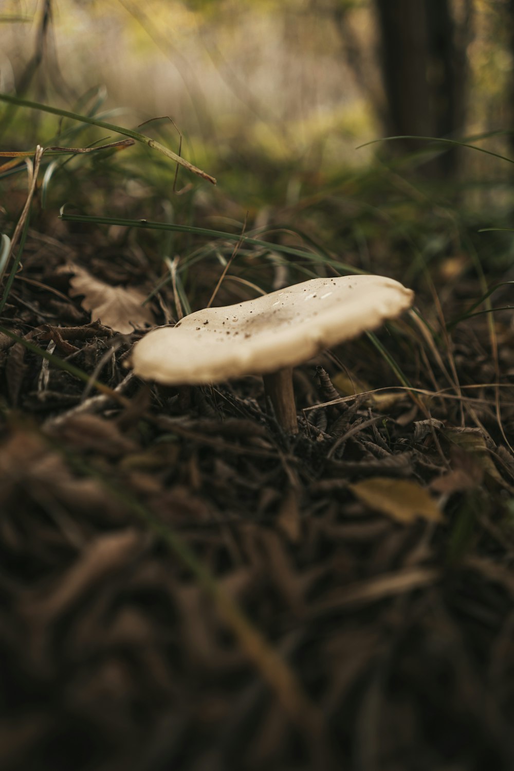 white mushroom on brown dried leaves