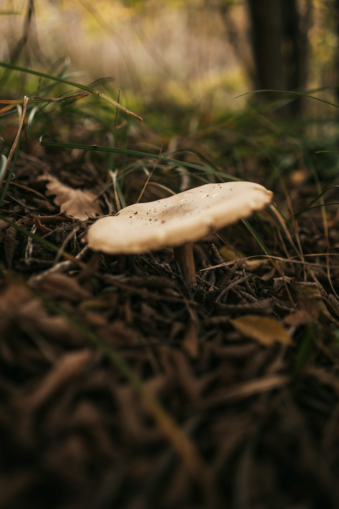 white mushroom on brown dried leaves