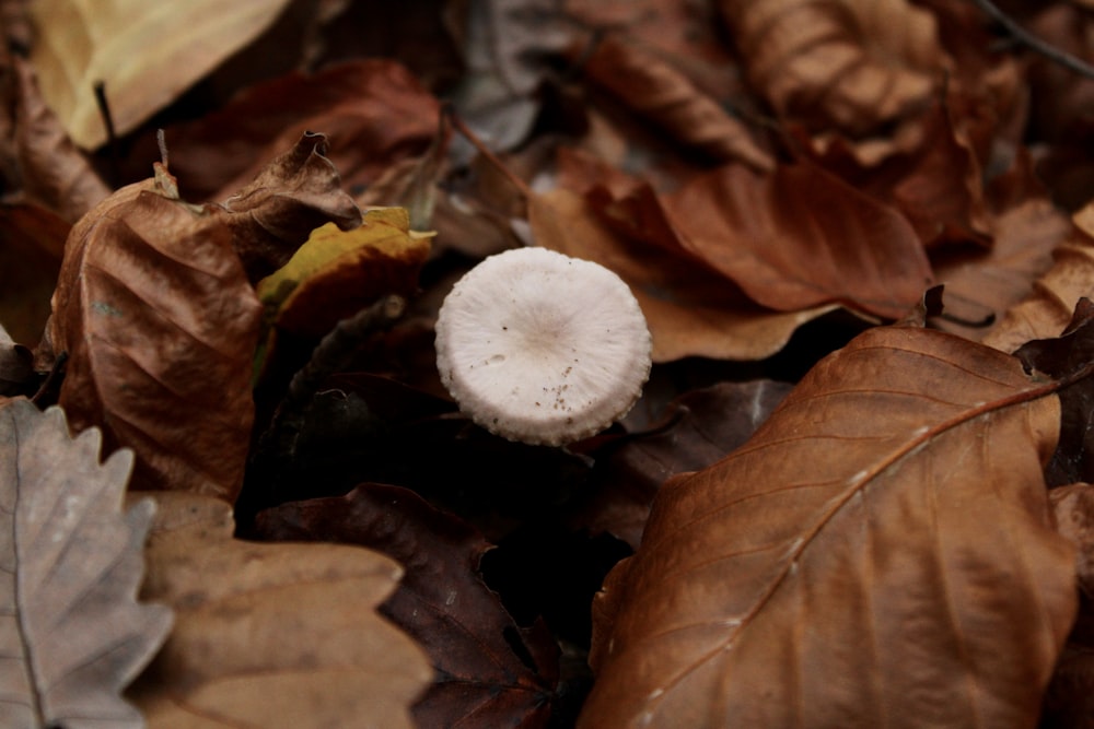 white round ornament on brown dried leaves