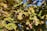 Sunlight filters through the dense foliage of oak tree branches, displaying a rich tapestry of green and yellow leaves with hints of brown. Hanging prominently are mature acorns, adding a rustic charm to the natural scene.