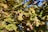 Sunlight filters through the dense foliage of oak tree branches, displaying a rich tapestry of green and yellow leaves with hints of brown. Hanging prominently are mature acorns, adding a rustic charm to the natural scene.