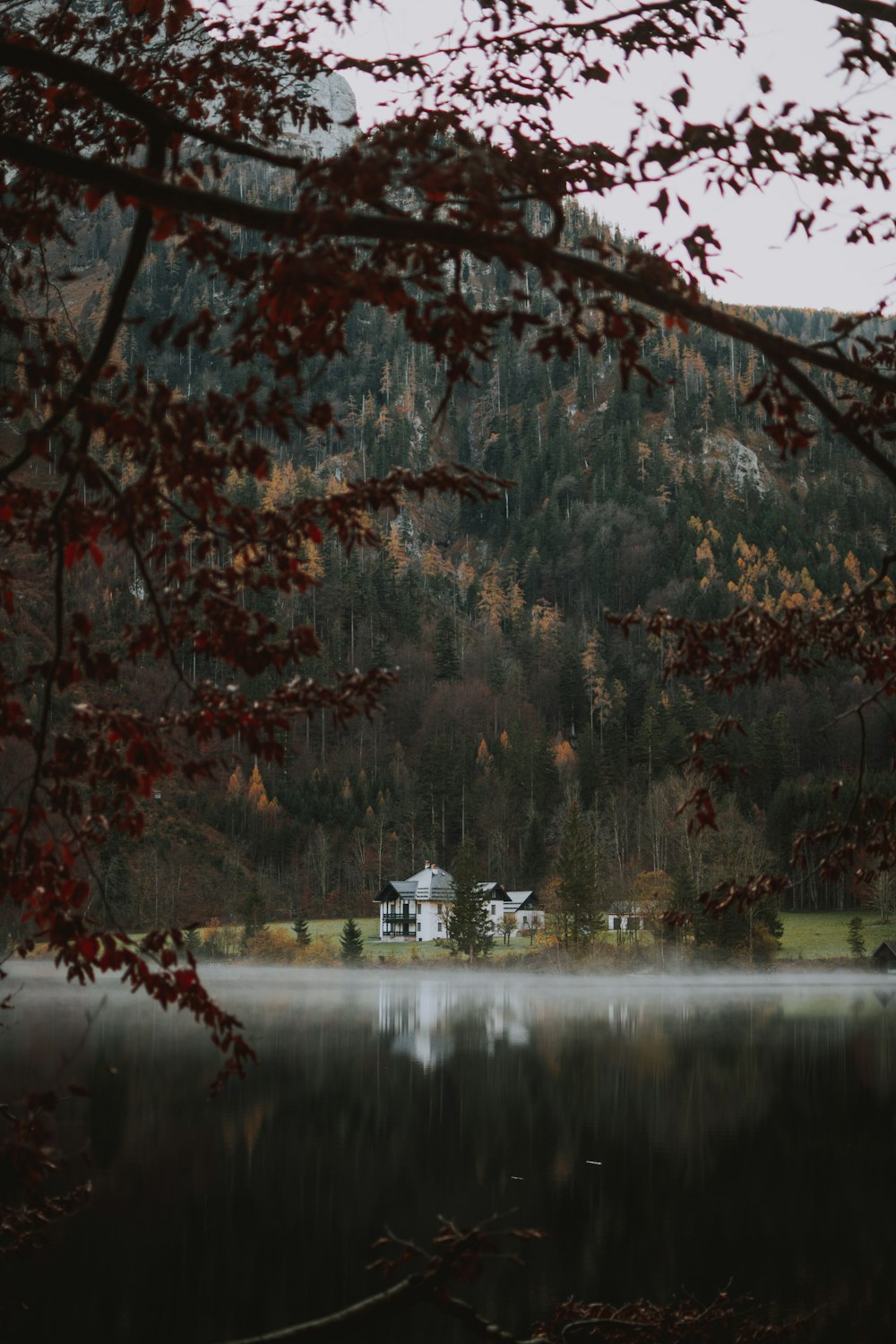 brown and green trees near body of water during daytime