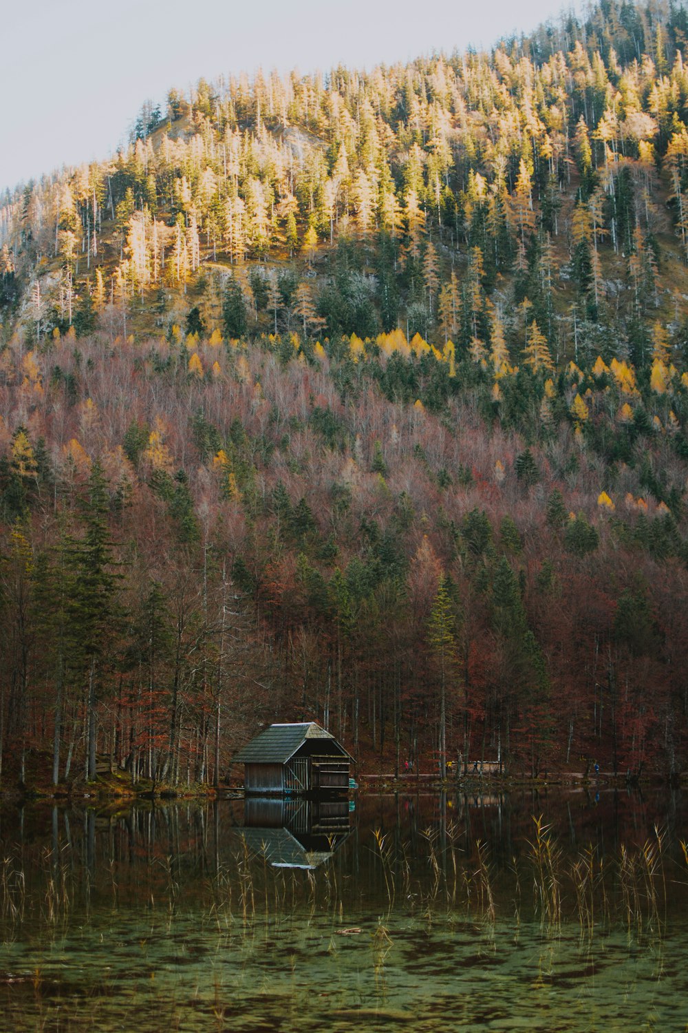 brown wooden house on the forest