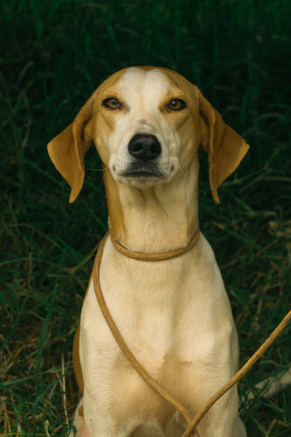 brown and white short coated dog on green grass