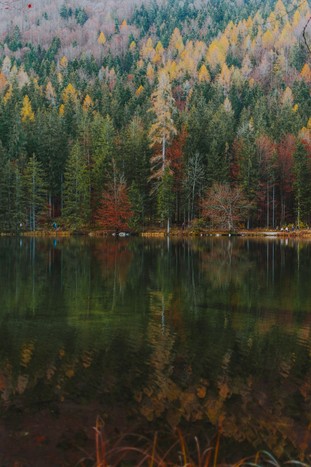 green trees beside body of water during daytime