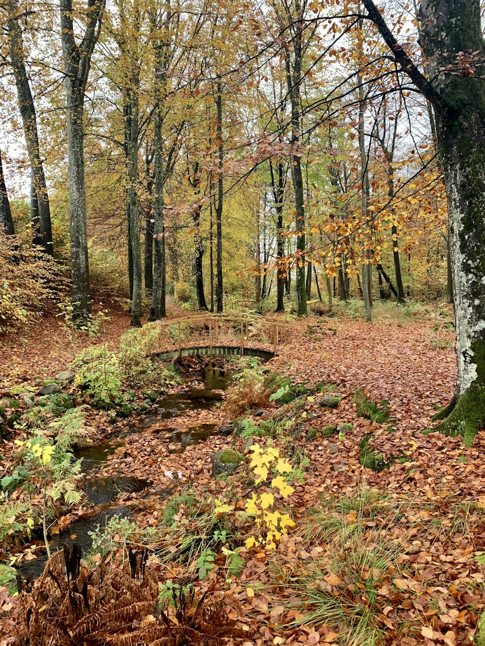 brown wooden bridge over green and brown trees