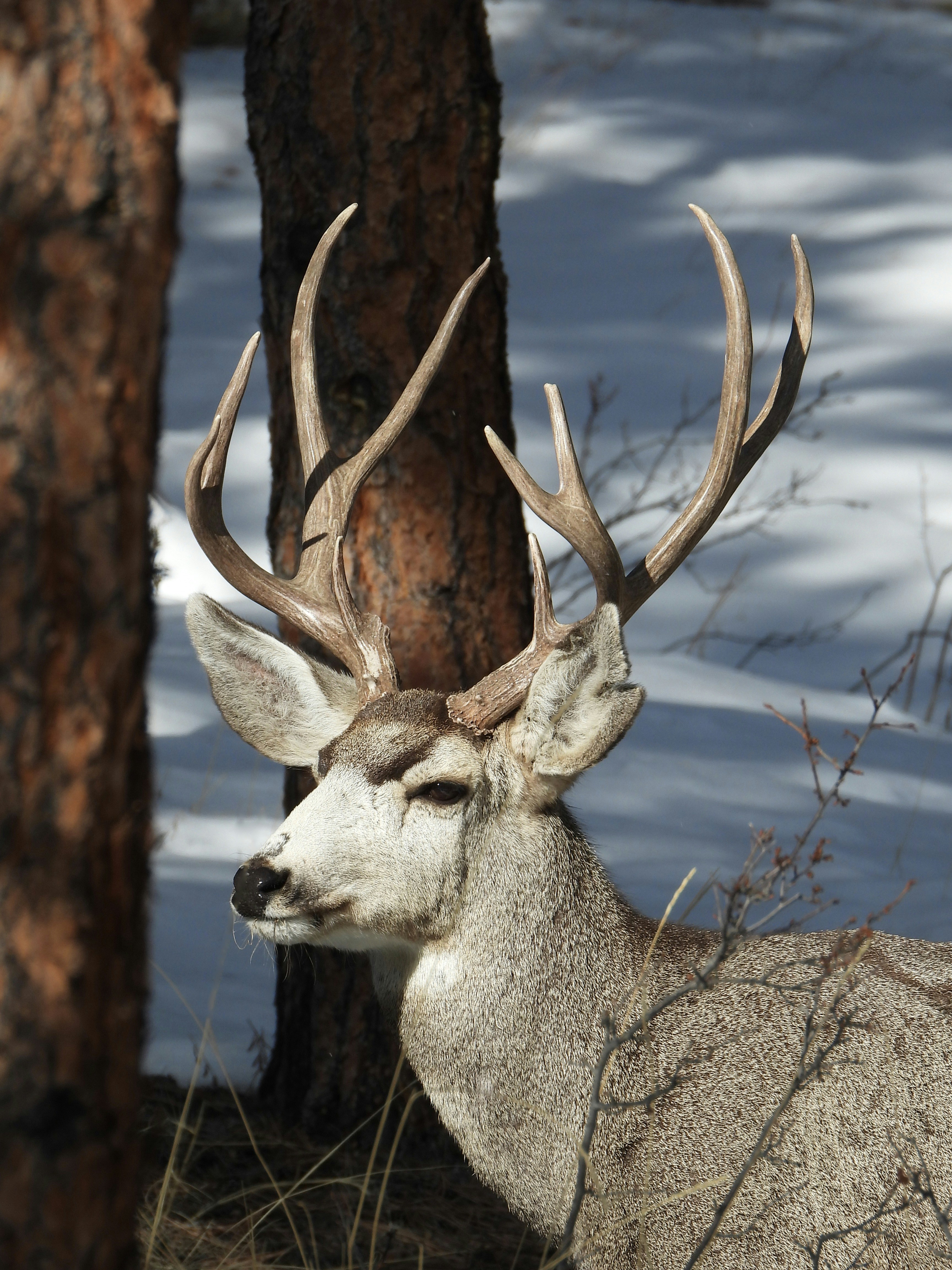 brown deer on brown tree trunk