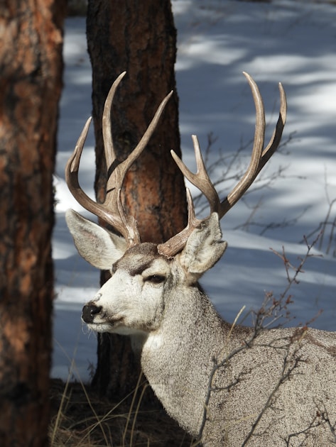 Kaibab Plateau country with ponderosa pine and aspen — Unit 12A mule deer habitat