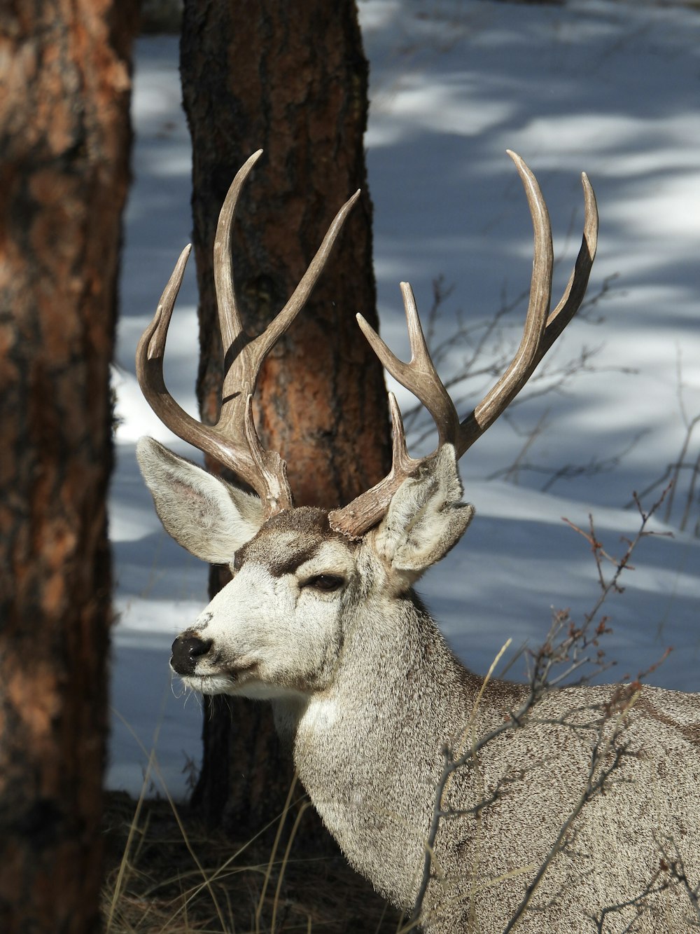 brown deer on brown tree trunk