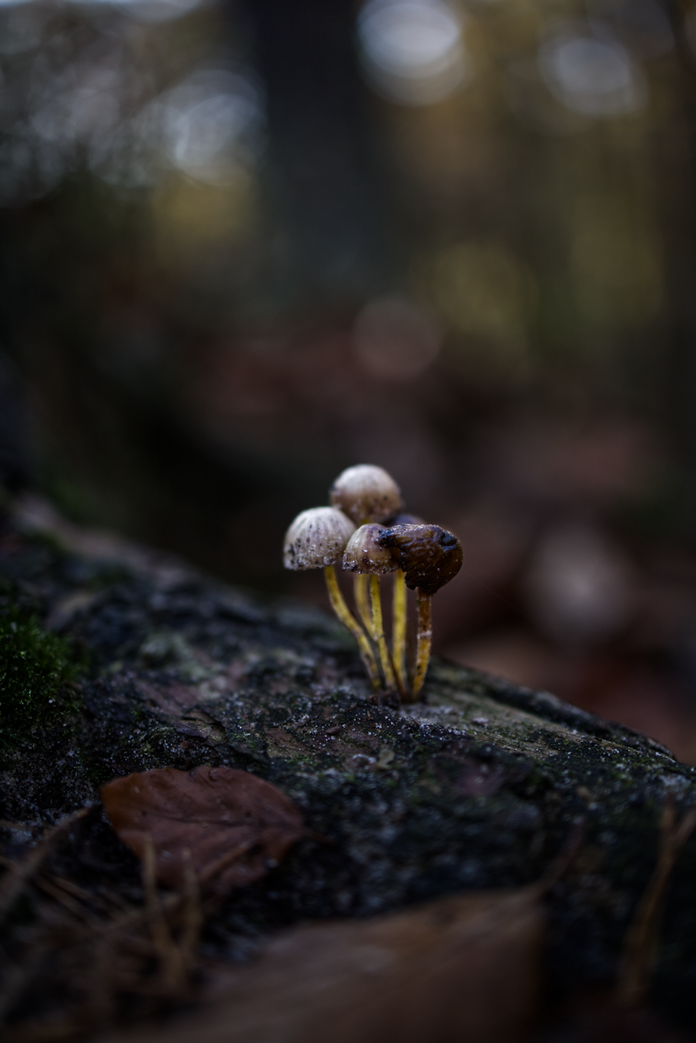 brown and white mushroom on brown tree trunk