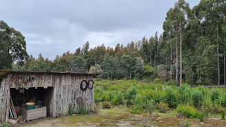 A rustic wooden shed in a lush, green forested area with tall trees in the background. The shed is weathered and surrounded by various garden tools and materials. The sky is overcast, contributing to a serene and calm atmosphere.