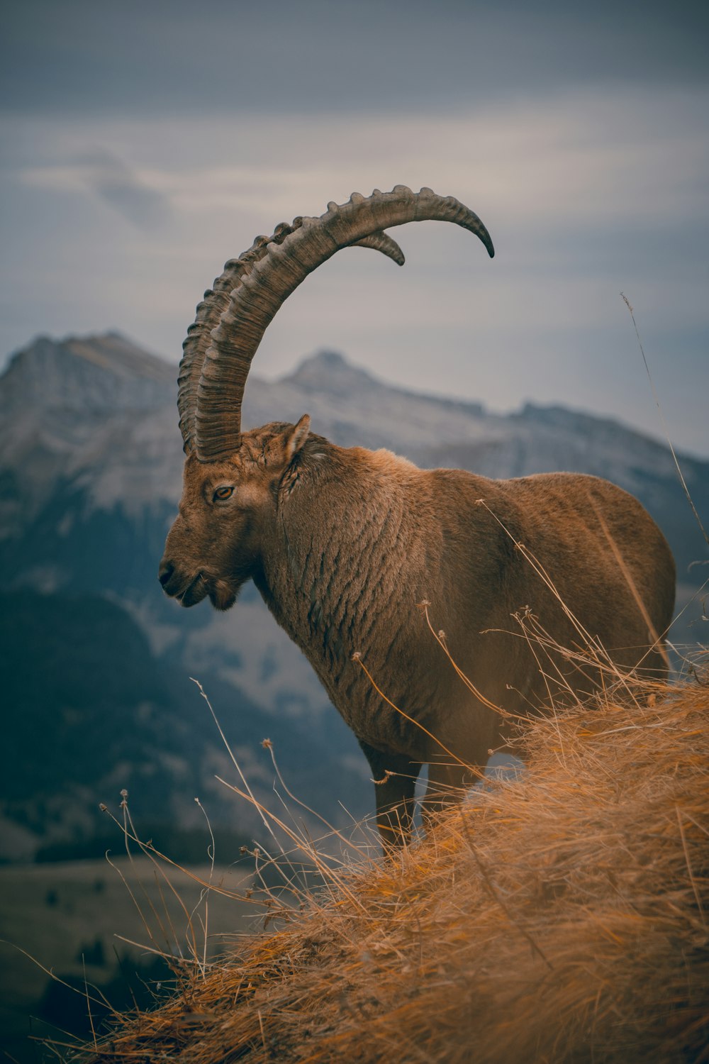 brown ram on brown grass during daytime