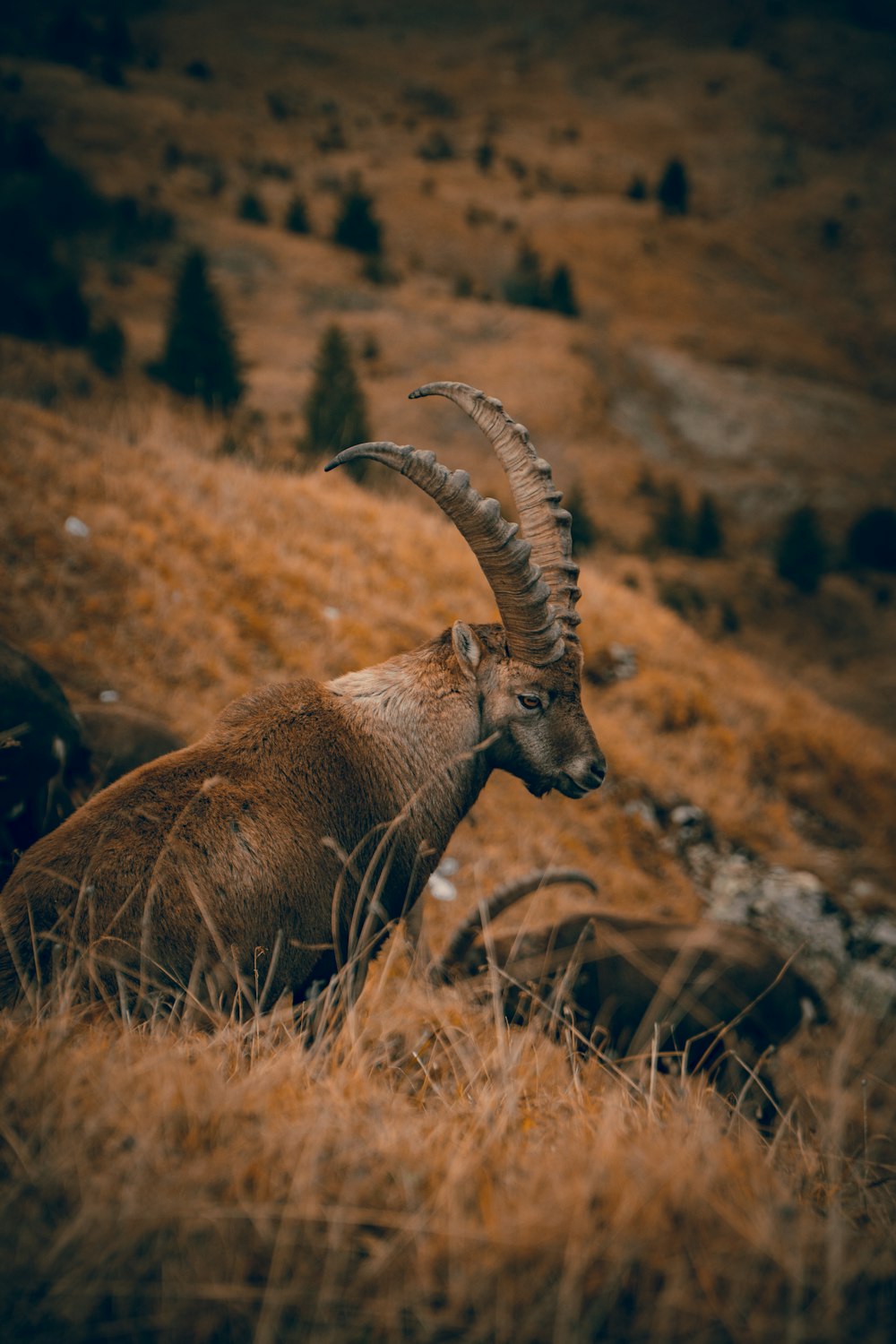 brown ram on brown rock mountain during daytime