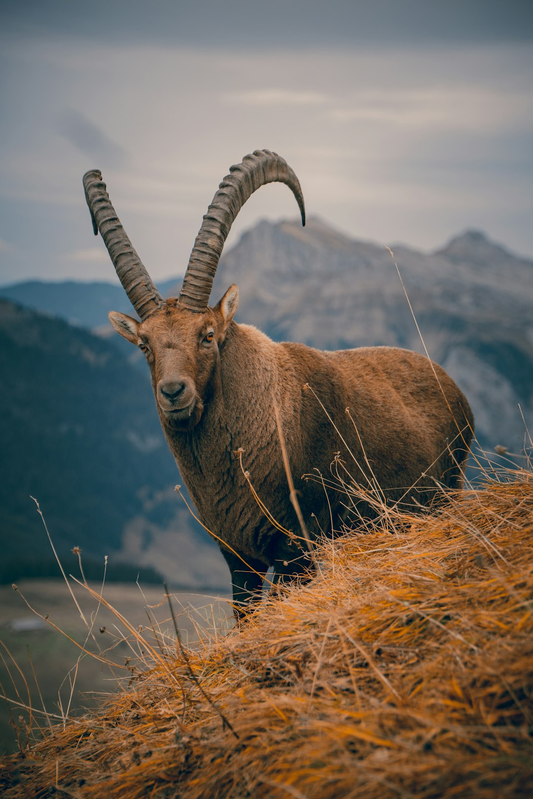 brown ram on green grass during daytime