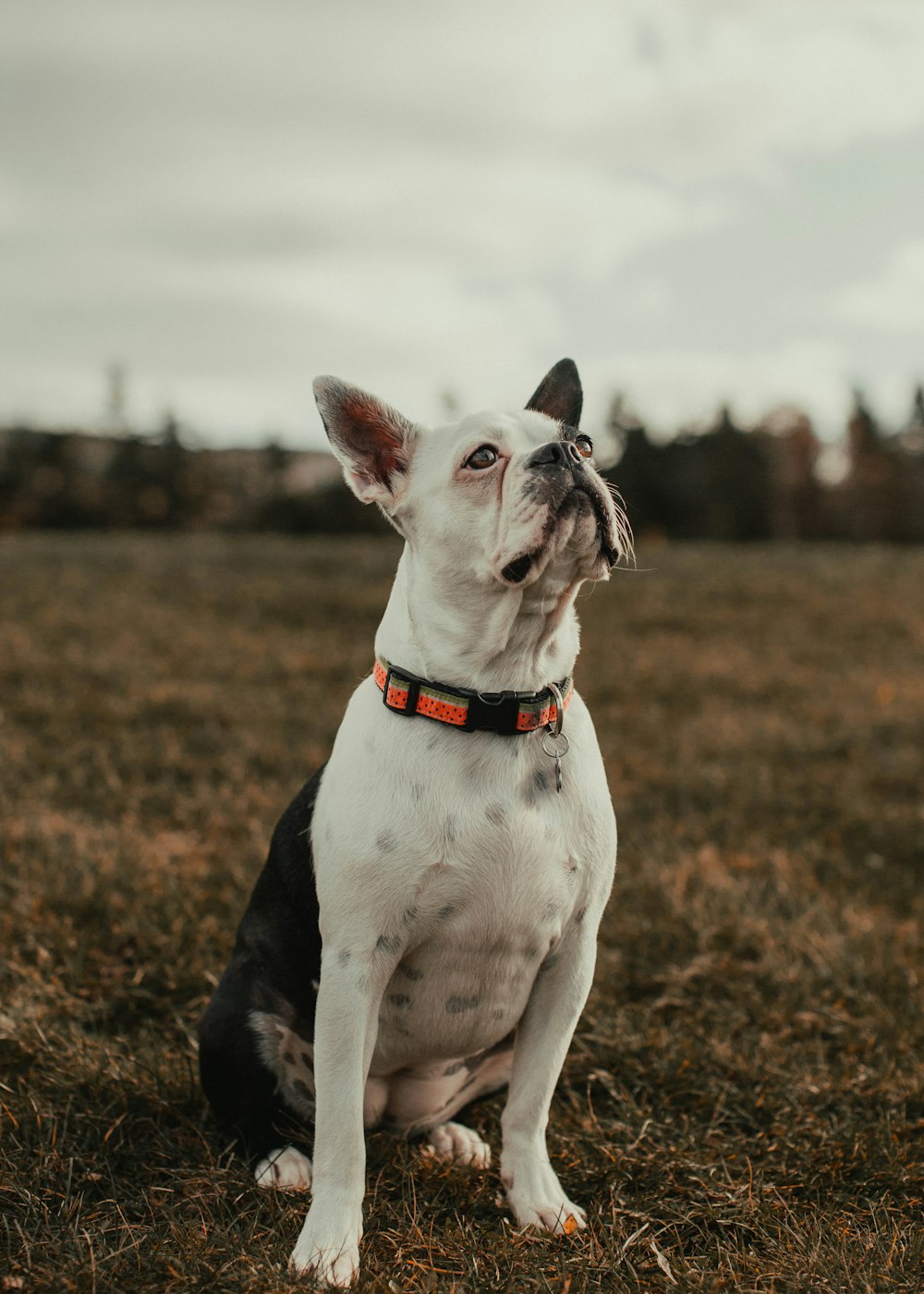 white and black short coated dog on brown field during daytime