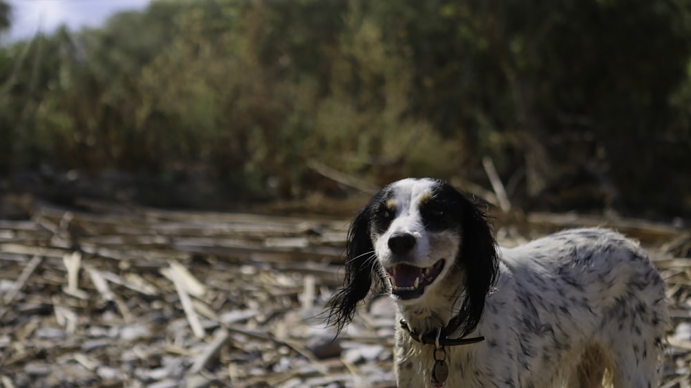 white and black long haired dog standing on brown dried leaves during daytime