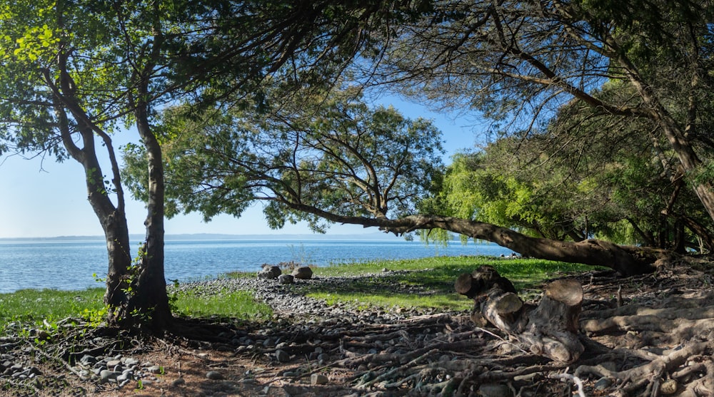 brown and black short coated dog lying on brown rock near body of water during daytime