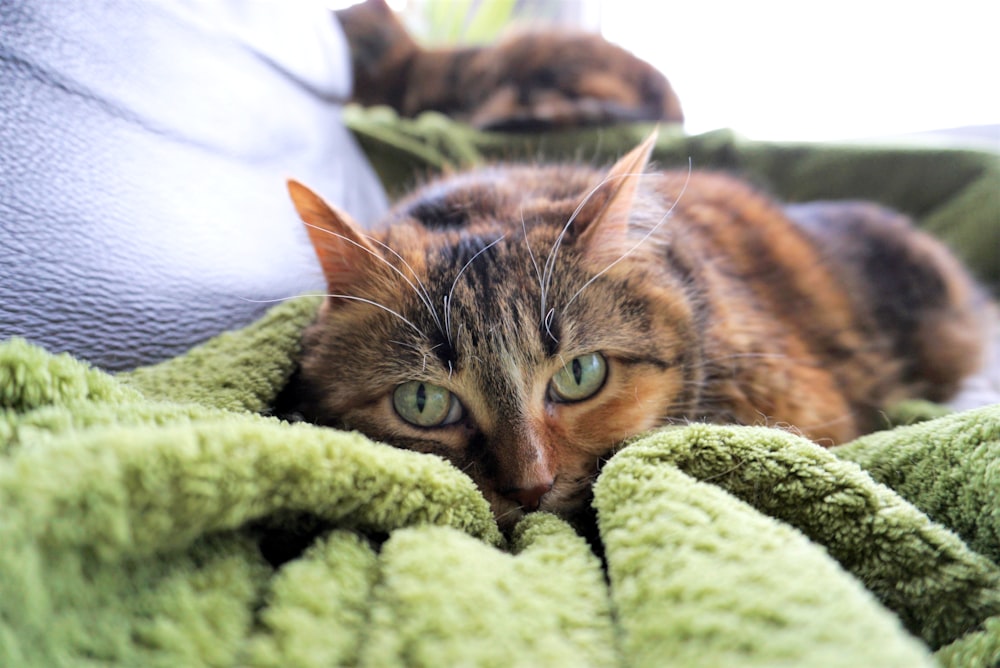 brown tabby cat lying on green textile