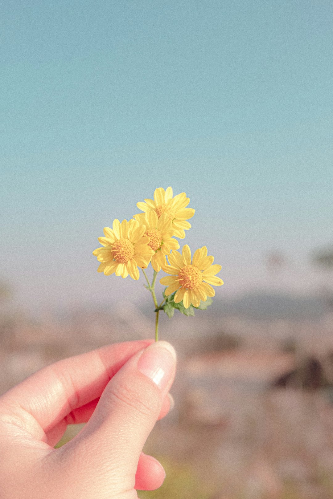 person holding yellow flower during daytime